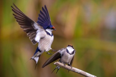 Beyaz boğazlı kırlangıç bir çiftleşme ortak, Marievale, Güney Afrika arıyorsunuz