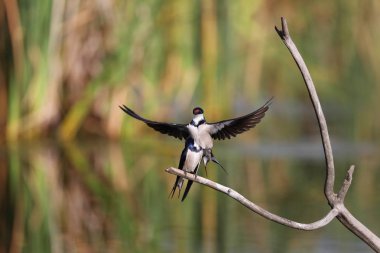 Beyaz boğazlı kırlangıç bir çiftleşme ortak, Marievale, Güney Afrika arıyorsunuz