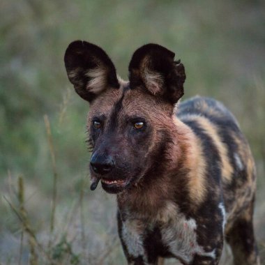 Eski antilop bacak yeme, Kruger Milli Parkı, Güney Afrika
