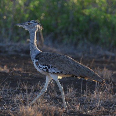 Kori damla kuş uzun otların arasında Kruger National Park çalım