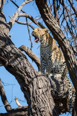 Kruger National Park, Afrika ağacı üzerinde kadın leopar