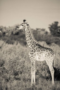 Siyah ve beyaz fotoğraf zürafa ayakta açık Bush tehlike, Afrika için arıyorsunuz