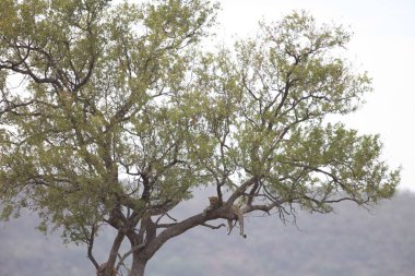 Nesli tükenmekte olan leopar uzak ağaçta asılı bir Impala öldürmek, dağlar ve gökyüzü arka planda, Kruger National Park, Güney Afrika
