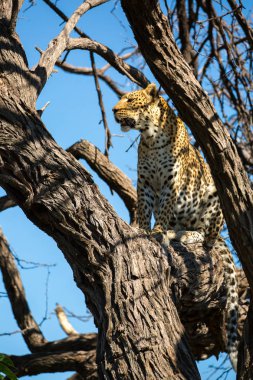 Kruger National Park, Afrika ağacı üzerinde kadın leopar