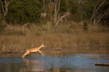 Impala buck nehir sığ sularda geçiş, Okavango Delta, Afrika