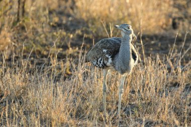 Kori damla kuş uzun otların arasında Kruger National Park çalım