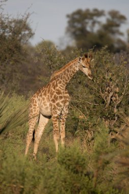 Zürafa ayakta açık Bush tehlike, Afrika için arıyorsunuz