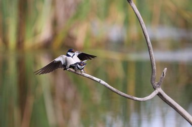 Beyaz boğazlı kırlangıç bir çiftleşme ortak, Marievale, Güney Afrika arıyorsunuz