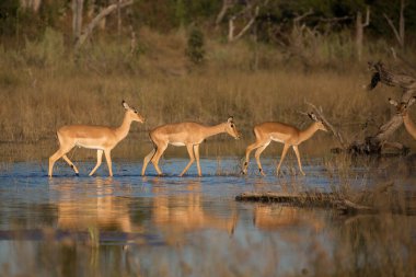 Afrika'da impala antilopları ve su
