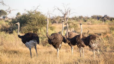 erkek devekuşları kuşlar bir bekar grup, Afrika çiftleme ekran dans pratik