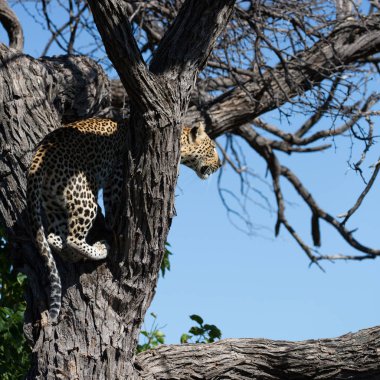 Kruger National Park, Afrika ağacı üzerinde kadın leopar