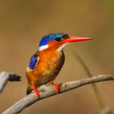 Malachite kingfisher şube tünemiş