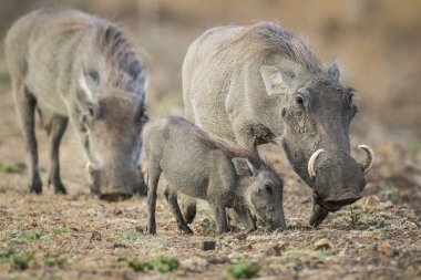 Parent, Güney Afrika ile kuru zeminde yem yaban domuzu