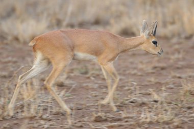Kruger Milli Parkı'nda küçük steenbok antilop