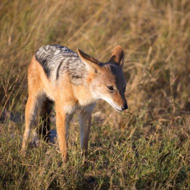 Kara sırtlı köpek bir kuş yeme, Okavango Delta, Afrika