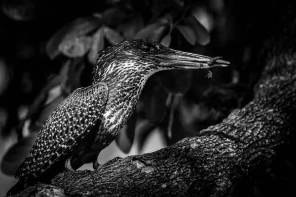 Giant Kingfisher Worm Beak Perched Tree — Stock Photo, Image