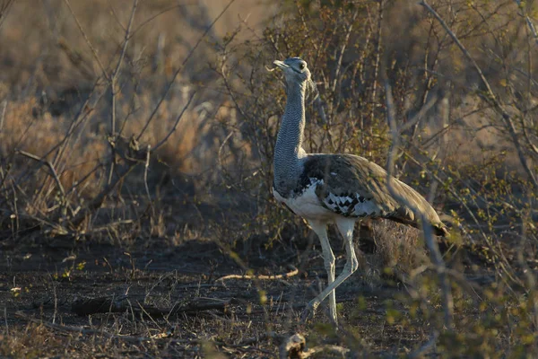 背の高い草 クルーガー国立公園を気取ってコリ バスタード鳥 — ストック写真