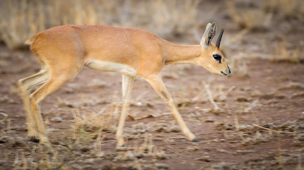 Pequeño Antílope Steenbok Parque Nacional Kruger — Foto de Stock