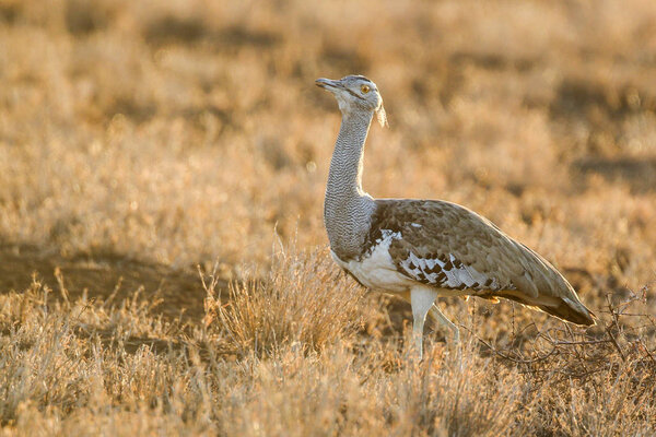 Кори bustard птицы, расхаживающие по высокой траве, Национальный парк Крюгера
