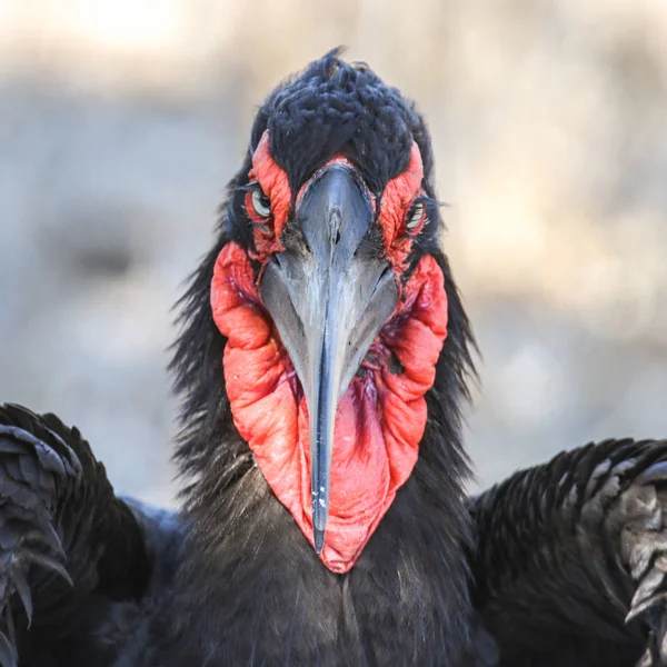 Kırmızı Yüz Ground Hornbill Portre — Stok fotoğraf