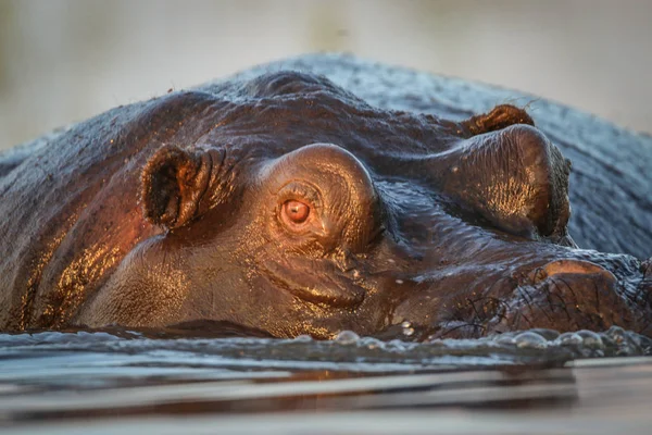 Hipopótamo Río Parque Nacional Kruger Sudáfrica — Foto de Stock