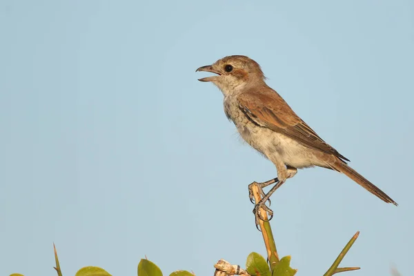 Uccello Passero Sull Albero Kruger National Park — Foto Stock