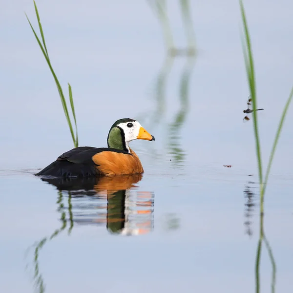 Pygmy goose swimming on calm river