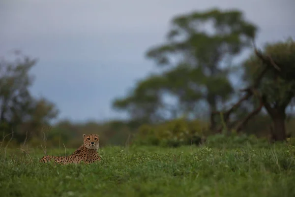 Guepardo Solitario Descansando Hierba Que Mantiene Ojo Hacia Fuera Para — Foto de Stock