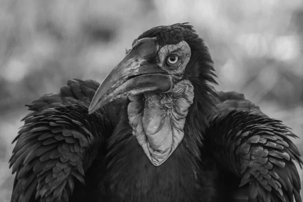 Kırmızı Yüz Ground Hornbill Portre — Stok fotoğraf