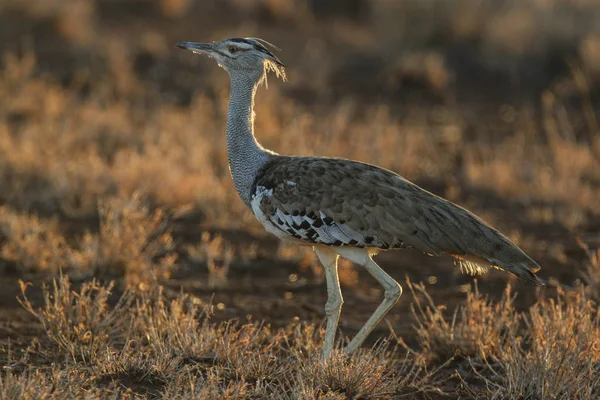 Kori Olbrzymi Ptak Dumnie Wysokiej Trawie Kruger National Park — Zdjęcie stockowe