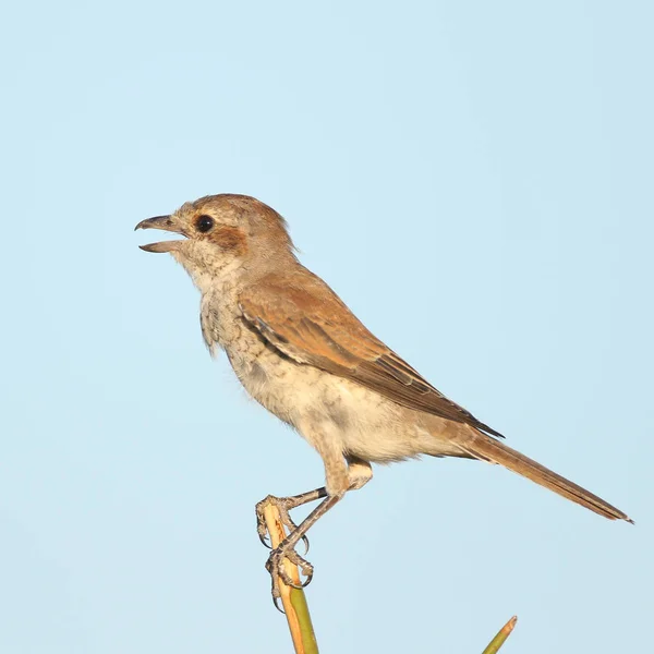 Uccello Passero Sull Albero Kruger National Park — Foto Stock