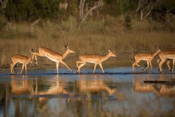 Antelopy Impala Woda Afryce — Zdjęcie stockowe