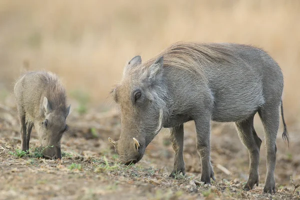 Baby Szülő Varacskos Disznók Étkezési Száraz Kruger Nemzeti Park — Stock Fotó