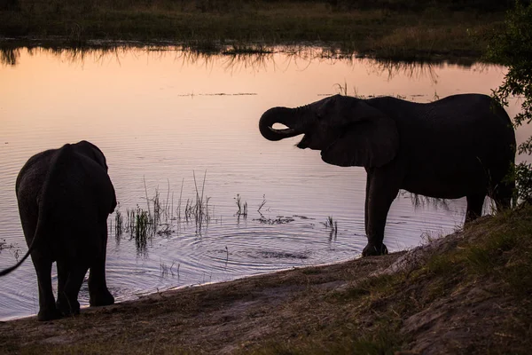 Słonie Pitnej Wody Rzeki Zachodzie Słońca Republika Południowej Afryki — Zdjęcie stockowe