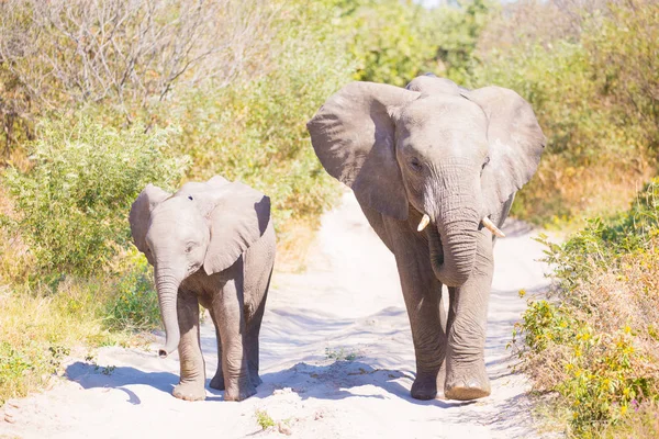 Familia Elefantes Africanos Caminando Por Los Arbustos Parque Nacional Kruger — Foto de Stock