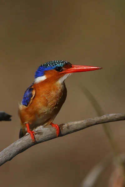 Malachite Kingfisher Şube Tünemiş — Stok fotoğraf