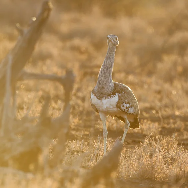 Kori Trap Vogel Strutting Door Hoog Gras Kruger National Park — Stockfoto