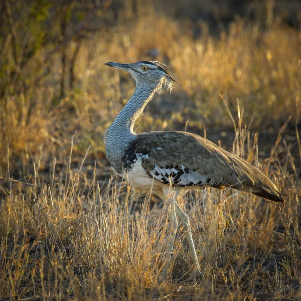 Kori Trappe Vogel Stolziert Durch Hohes Gras Kruger Nationalpark — Stockfoto