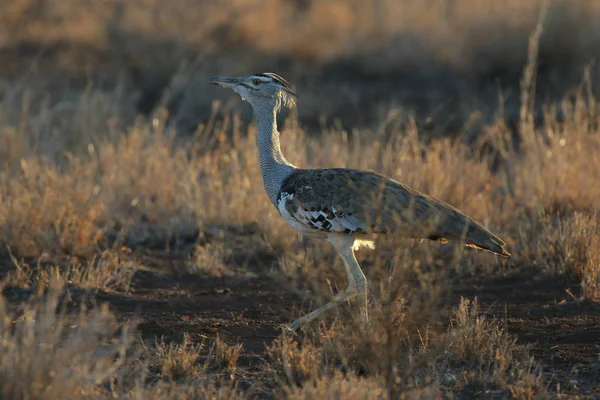 Kori Olbrzymi Ptak Dumnie Wysokiej Trawie Kruger National Park — Zdjęcie stockowe