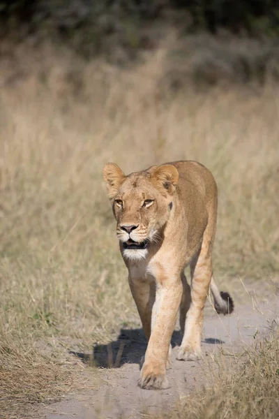 Lioness Animal Dél Afrikai Köztársaság — Stock Fotó
