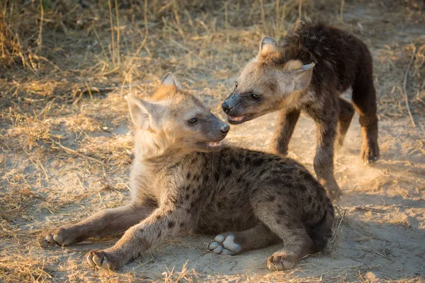 Hyänenwelpen Spielen Schmutz Während Der Trockenzeit Sonnenaufgangslicht Afrika — Stockfoto