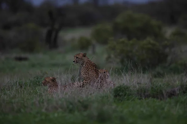 Family group of cheetahs preparing to hunt in open grassland, Kruger National Park
