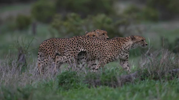 Vzácné Pozorování Skupiny Gepardi Přípravu Lov Krugerův Národní Park Jihoafrická — Stock fotografie