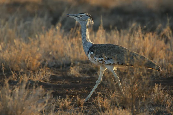 Kori Trappe Vogel Stolziert Durch Hohes Gras Kruger Nationalpark — Stockfoto