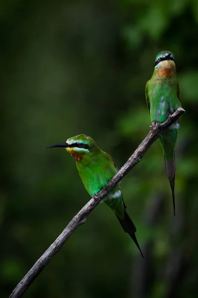 Par Abelhas Comedores Bochechas Azuis Empoleirados Ramo Com Fundo Verde — Fotografia de Stock