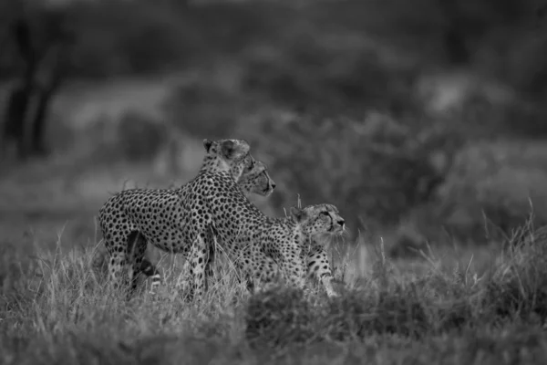 Černé Bílé Fotografie Vzácných Pozorování Skupiny Gepardi Přípravu Lov Krugerův — Stock fotografie