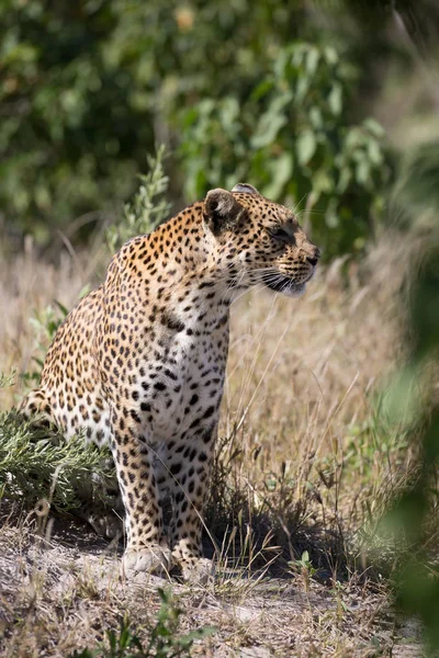 Leopard Female Sitting Ground Calling Lost Kitten Africa — Stock Photo, Image