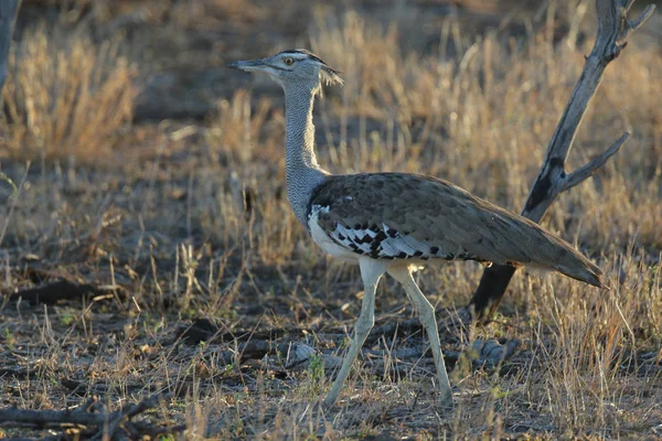 Kori Trappe Vogel Stolziert Durch Hohes Gras Kruger Nationalpark — Stockfoto