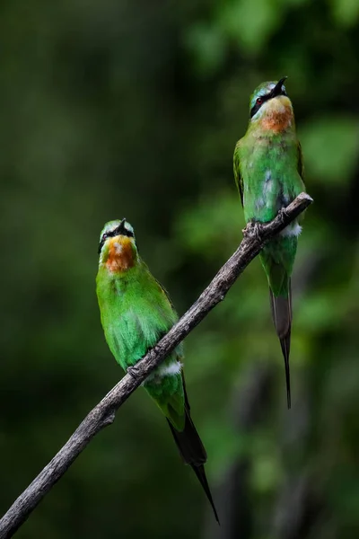 Pair Blue Cheeked Bee Eaters Perched Branch Green Background — Stock Photo, Image