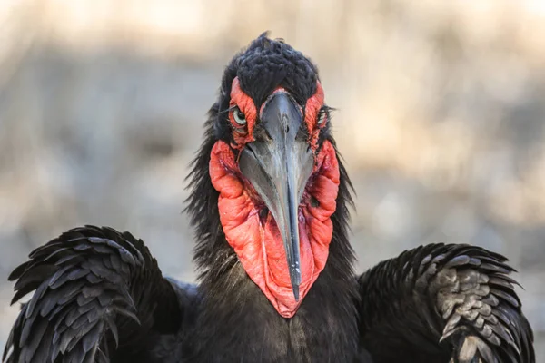Kırmızı Yüz Ground Hornbill Portre — Stok fotoğraf